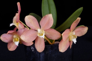 Ceratosiella LOC Hello Kitty Diamond Orchids HCC/AOS 76 pts.